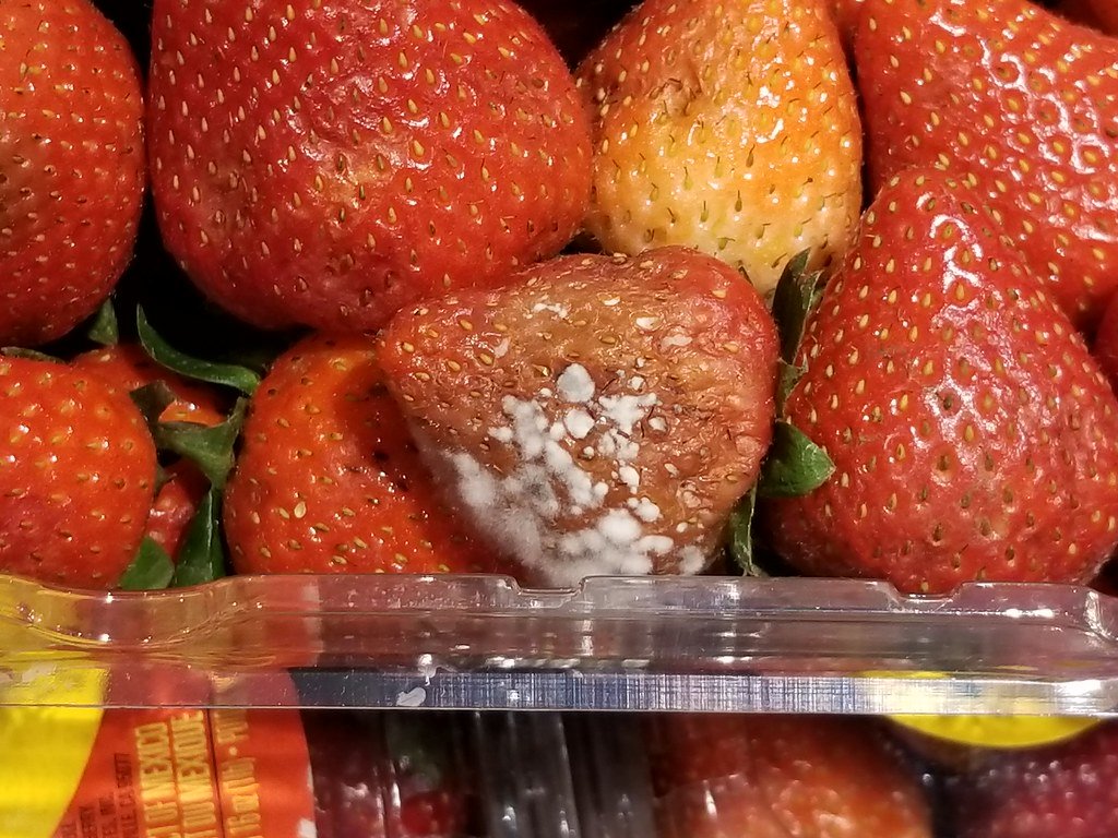 Diseases of Strawberries2