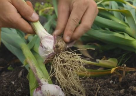 When to Plant Garlic