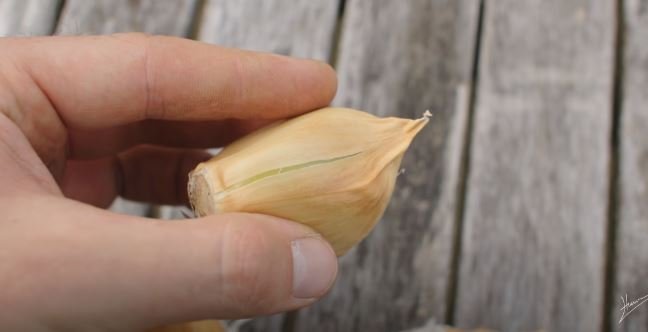 When to Plant Garlic