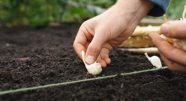 Garlic Distance