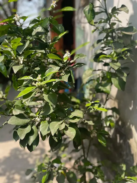 orange tree plant