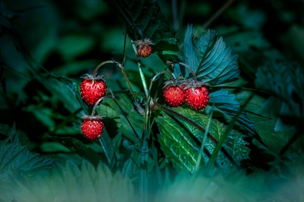 The Woodland Strawberry