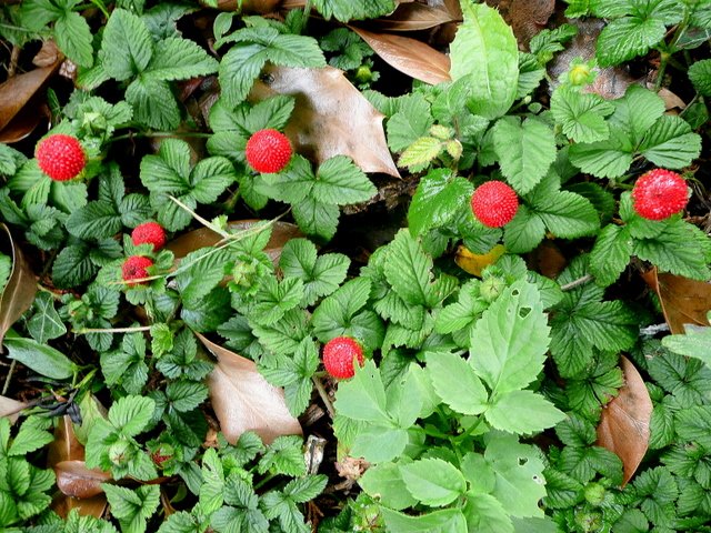 The Woodland Strawberry