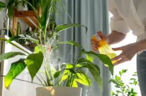 How to Get Rid of Aphids on Indoor Plants