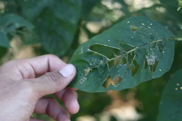 How to Get Rid of Aphids on Indoor Plants