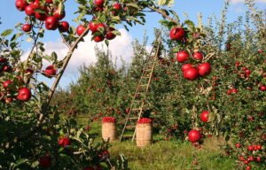 How far to plant apple trees apart