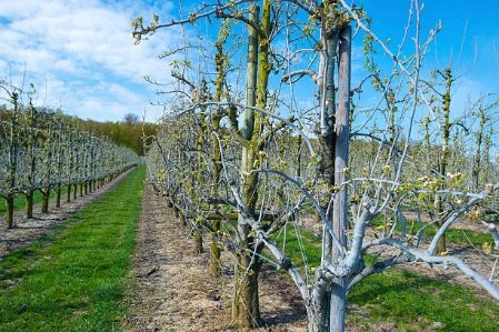 How far to plant apple trees apart