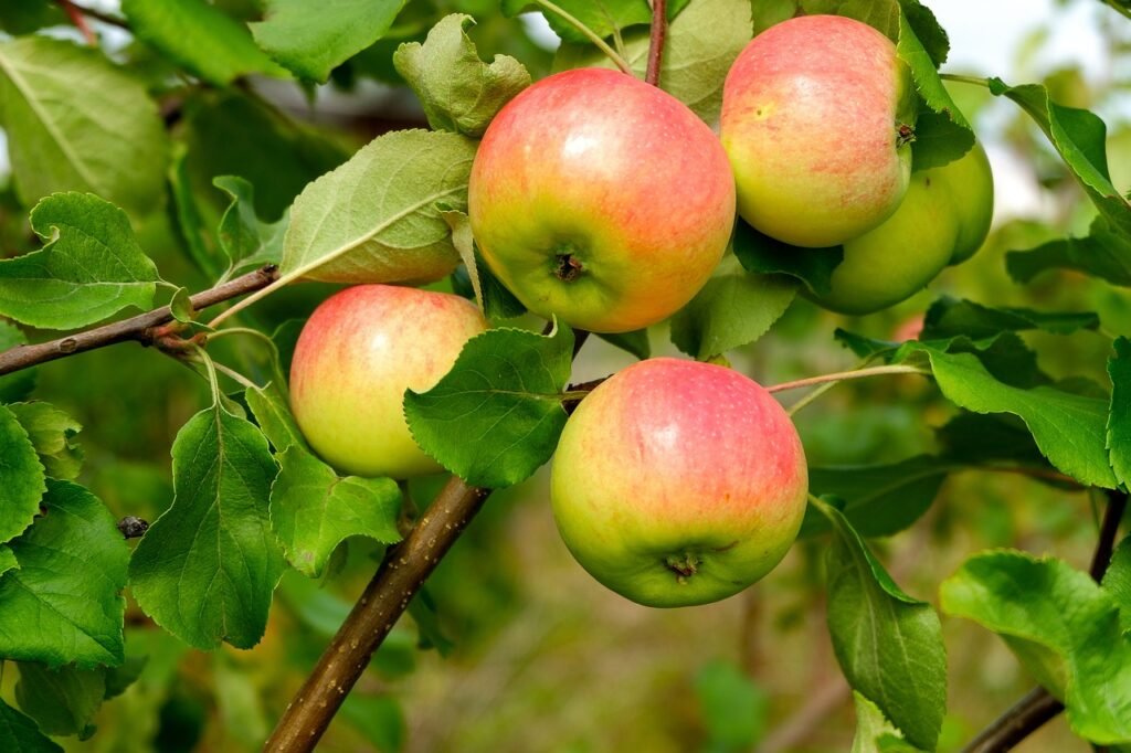 may apple plant