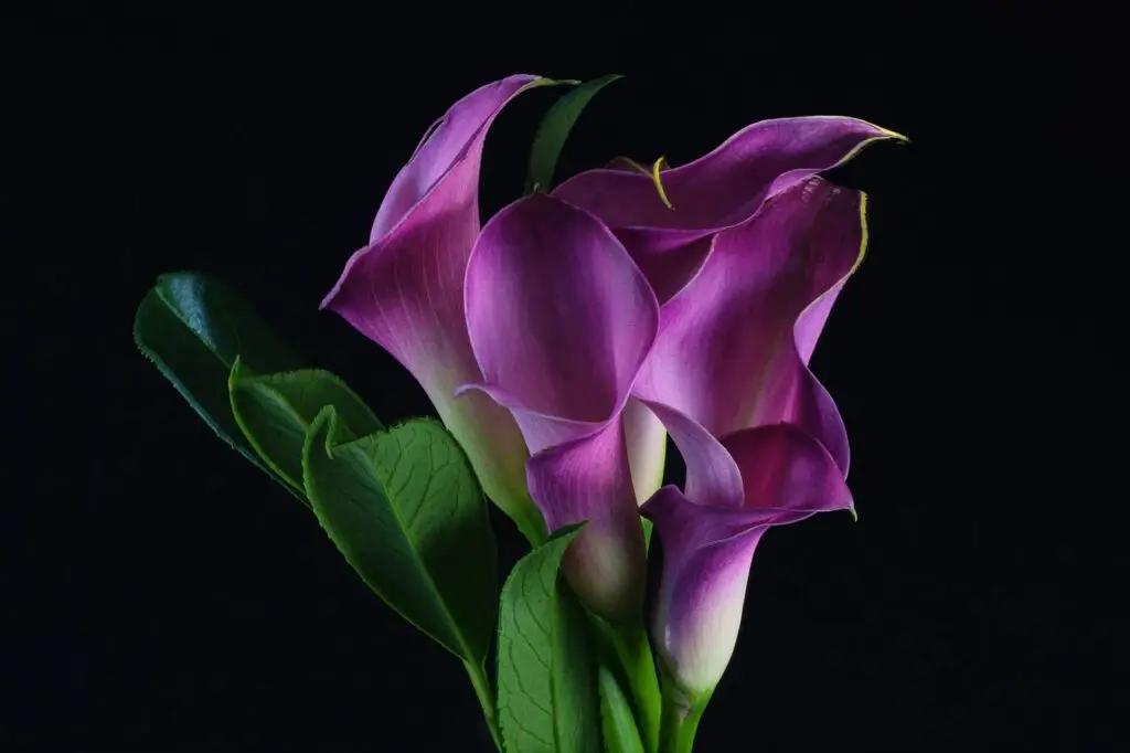 calla lily an indoor or outdoor plant