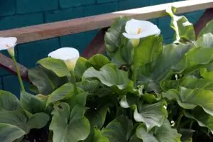 Is a calla lily an indoor or outdoor plant?