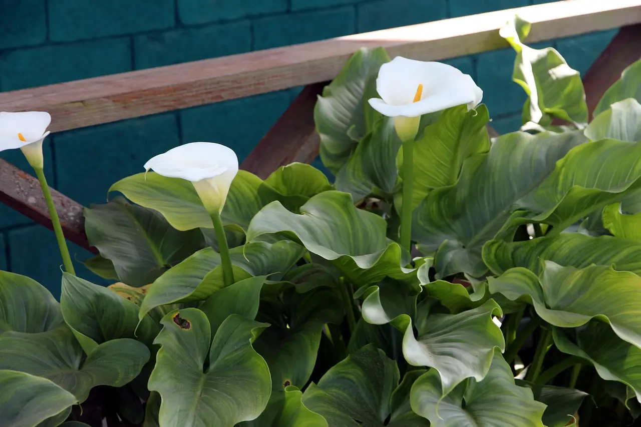 Is a calla lily an indoor or outdoor plant?