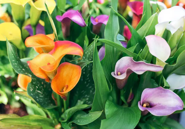 Is a calla lily an indoor or outdoor plant