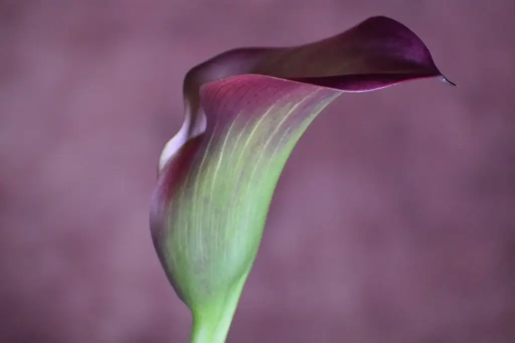 Is a calla lily an indoor or outdoor plant