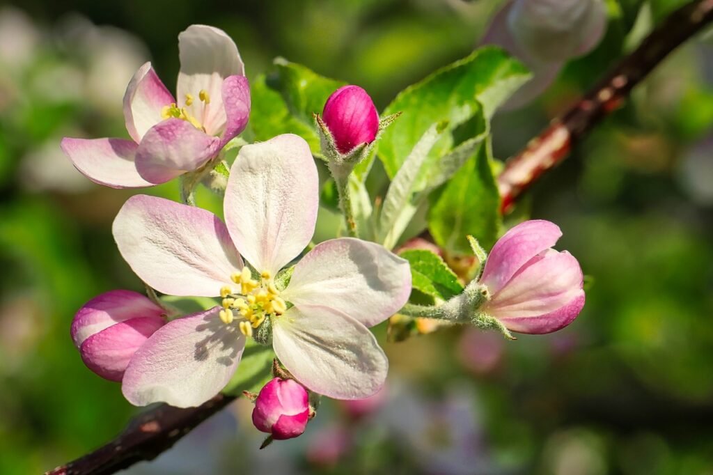 may apple plant