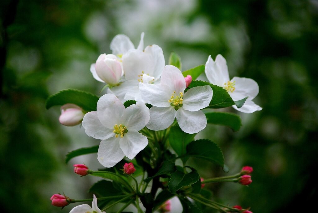 may apple plant