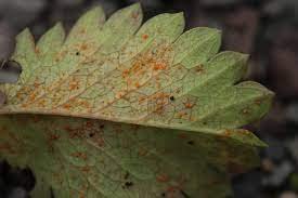 Leaf Blight