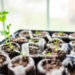 When to Plant Seeds Indoors