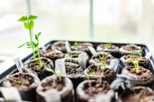 When to Plant Seeds Indoors