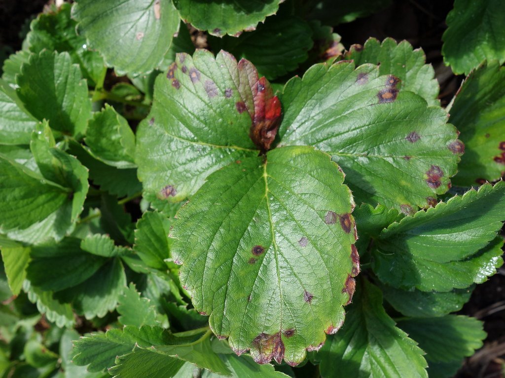 Leaf Spot