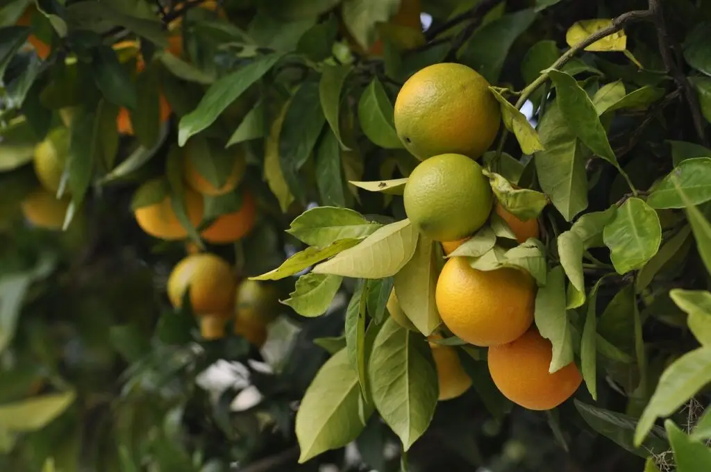 orange tree plants