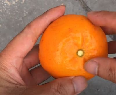 How to Plant Orange Seeds