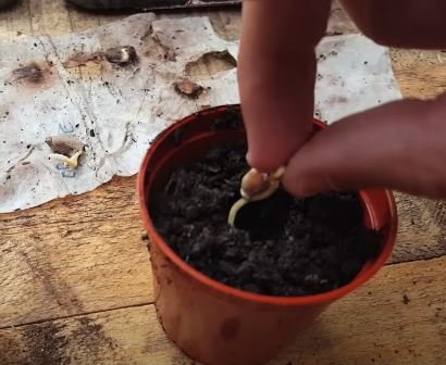 How to Plant Orange Seeds