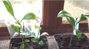 How to Plant Orange Seeds