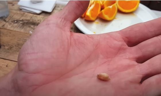 How to Plant Orange Seeds