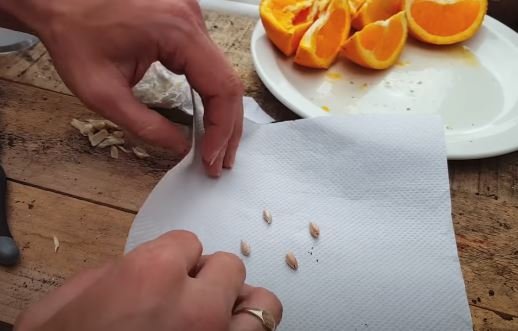 How to Plant Orange Seeds