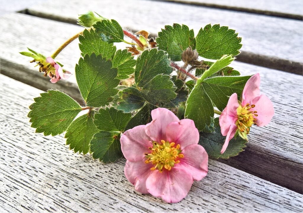 how to grow strawberries