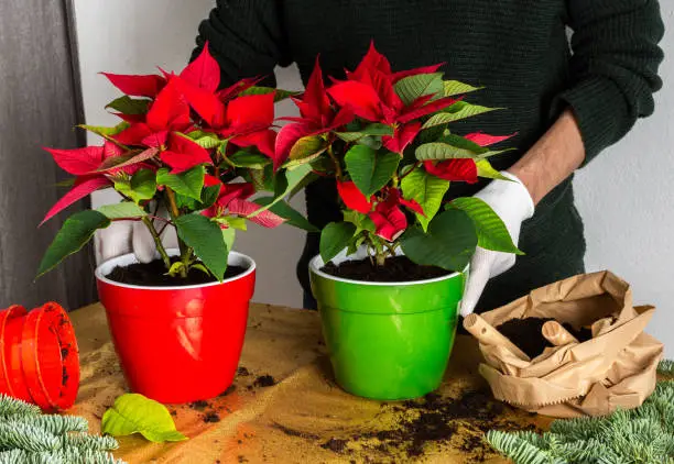 Indoor Poinsettia Care How To Care For A Poinsettia Plant Indoors   Poinsettia Plant 5.webp