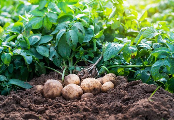 When to Plant Potatoes