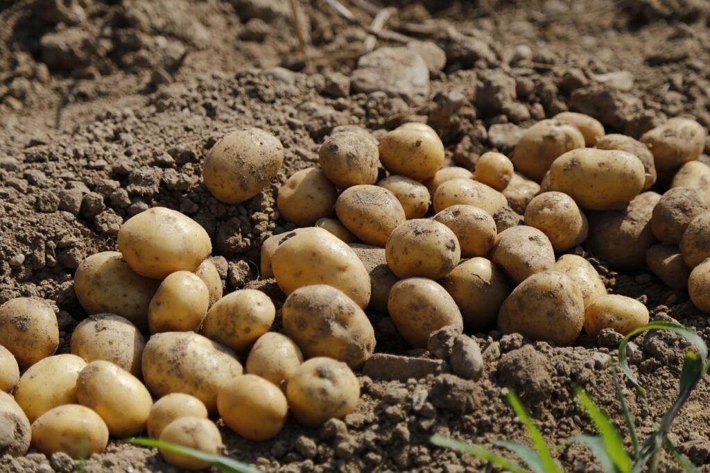 When to Plant Potatoes