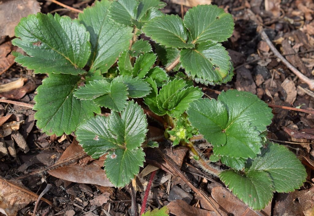 how to grow strawberries