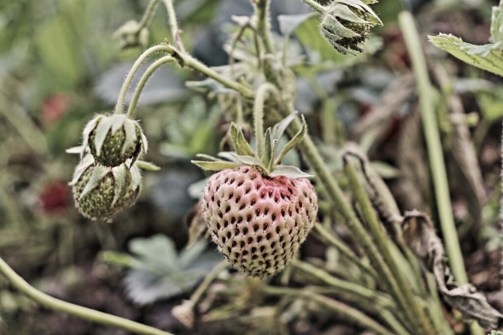 strawberries trouble