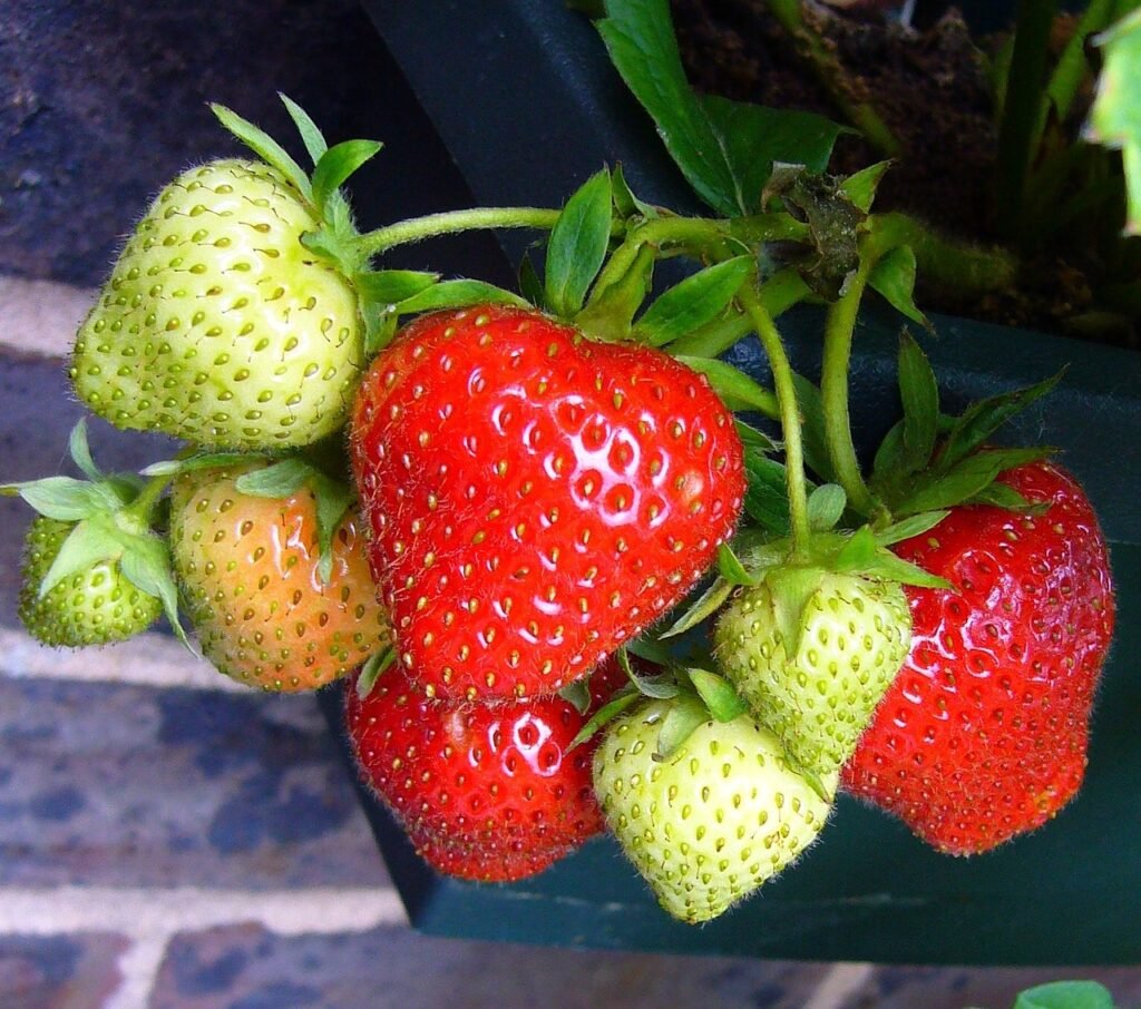 how to grow strawberries