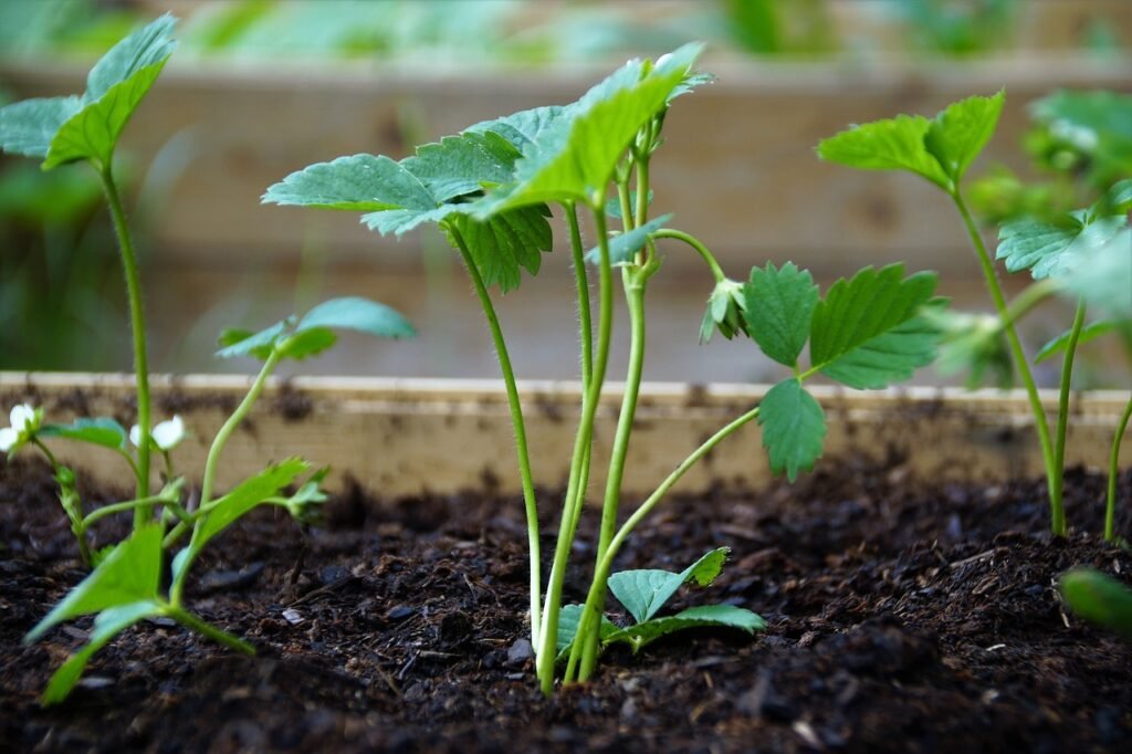 how to grow strawberries