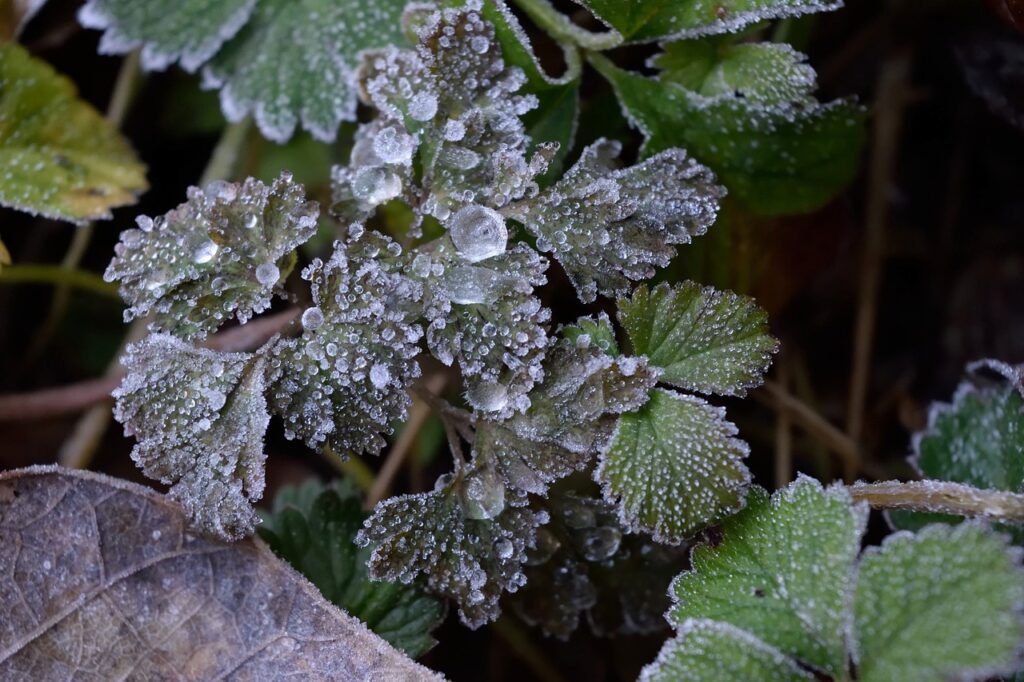 strawberries winter