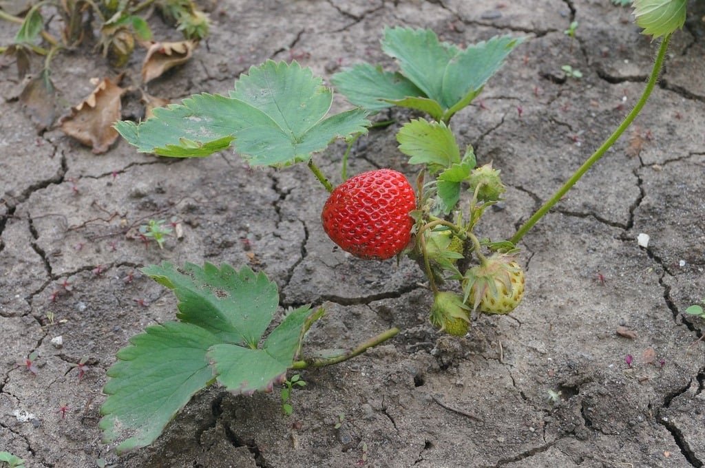 strawberries healthy