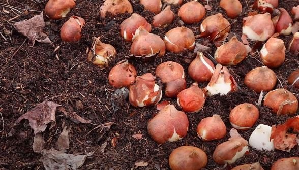 when to plant tulip bulbs