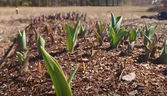 when to plant tulip bulbs