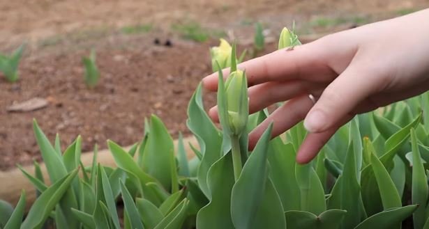 when to plant tulip bulbs