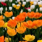 When to Plant Tulip Bulbs?