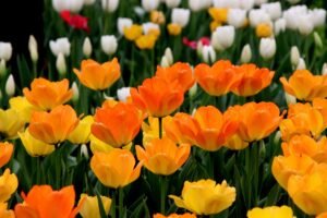 When to Plant Tulip Bulbs?