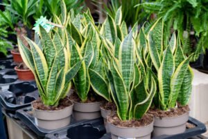 Are snake plants toxic to cats