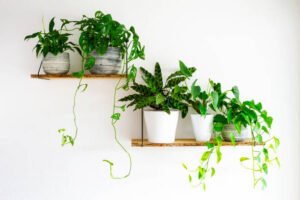 How to hang plants indoors