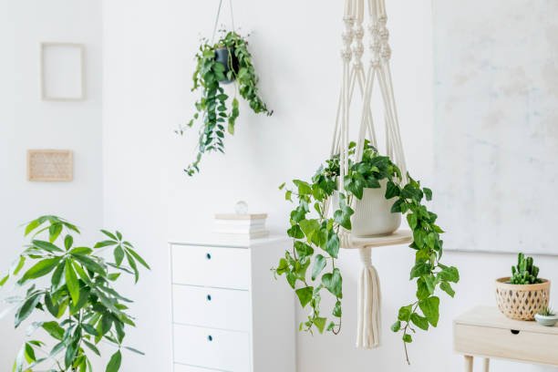 How to hang plants indoors