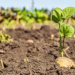 When to Plant Potatoes