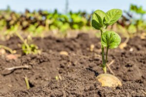 When to Plant Potatoes