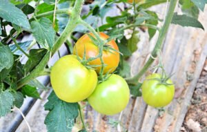 How far apart to plant tomatoes